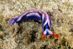 Plakobranchoidea