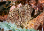 Microcioninae