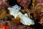 Mollusca