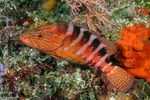 Cephalopholis