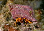 Hermit Crabs