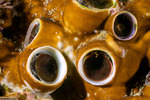 Vermetidae