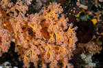 Alcyoniina