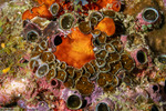 Zoantharia