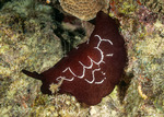 Pleurobranchoidea