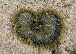 Anemones