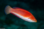 Cirrhilabrus