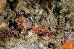 Synchiropus