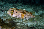 Porcupinefishes