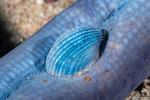 Eulimidae