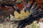 Grammistinae