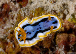 Chromodoridinae