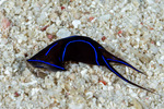 Cephalaspidea