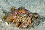 Hermit Crabs