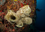 Diacarnus