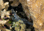 Heteropenaeus