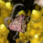 Paguridae
