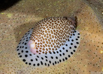 Ovulidae