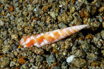 Terebrinae