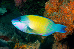 Scaridae