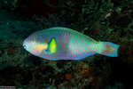 Parrotfishes