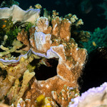 Acroporidae