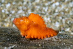 Chicoreus