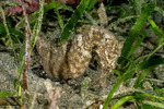 Hippocampus