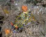 Gastropoda