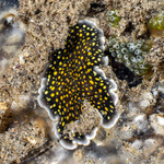 Cotylea