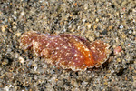 Pseudocerotidae
