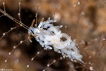 Nudibranchs