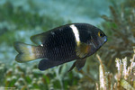 Chrysiptera