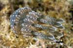 Rhizostomeae